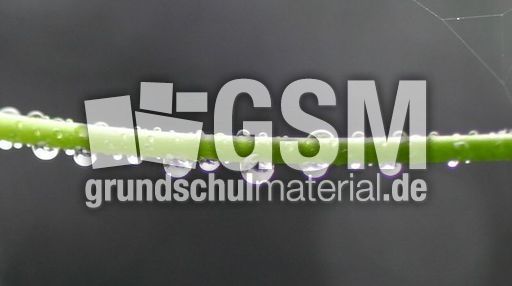 Stängel-Regentropfen.jpg